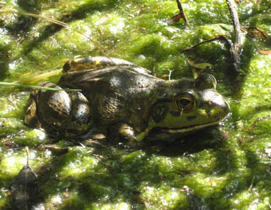 Bullfrog