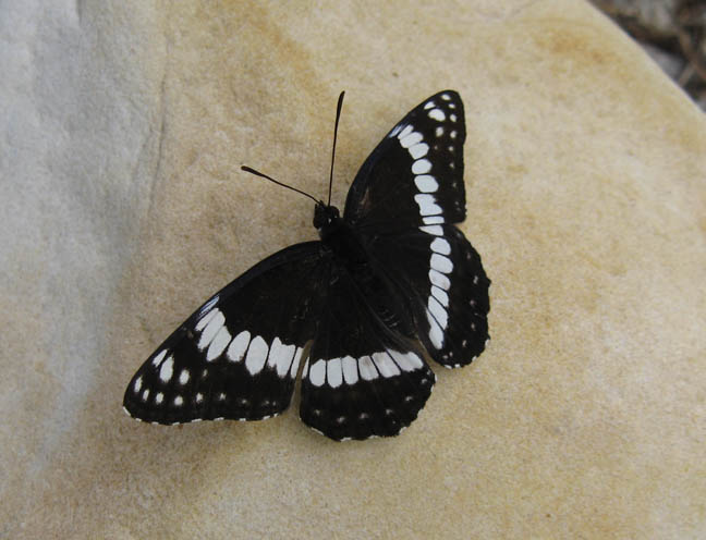 Black & White Butterfly