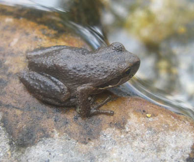 Pacific Chorus Frog