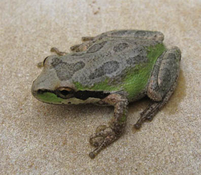 Pacific Chorus Frog