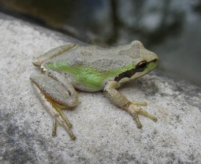 Pacific Chorus Frog