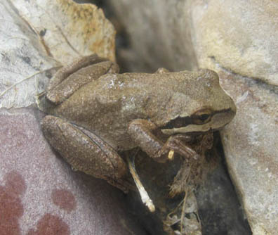 Pacific Chorus Frog