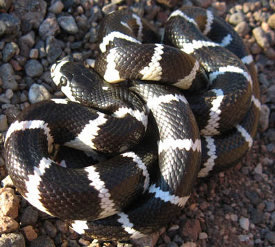 California Kingsnake