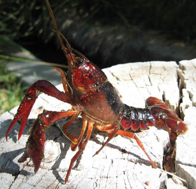 Crayfish