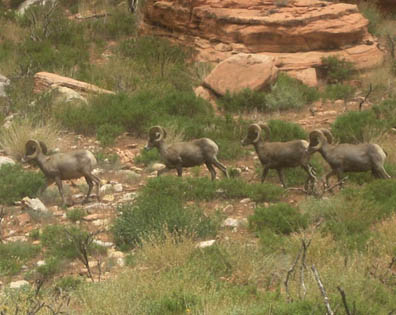 Bighorn Sheep