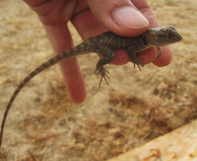 Spiny Lizard