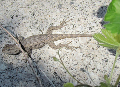 Spiny Lizard