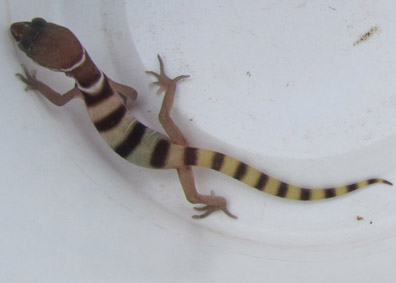 Baby Banded Gecko