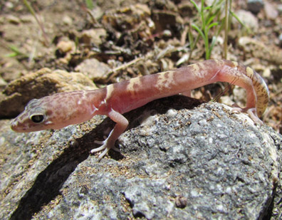 banded gecko