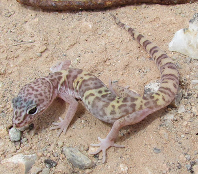 Banded Gecko