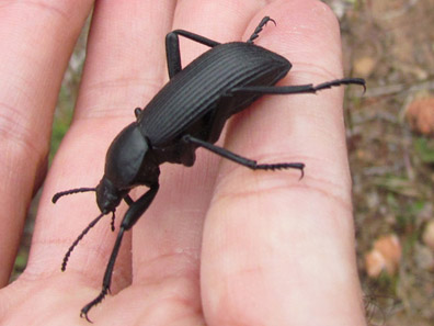 big beetle