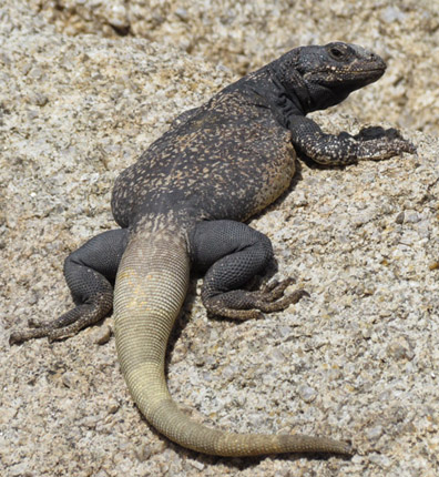 Chuckwalla