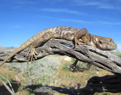 spiny lizard