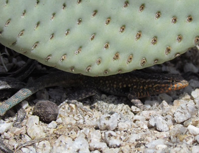 Side-blotched Lizard