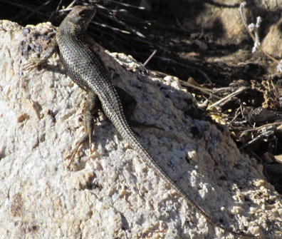 fence lizard