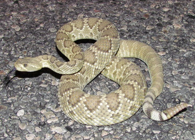 mojave rattlesnake