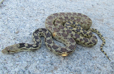 Gopher Snake