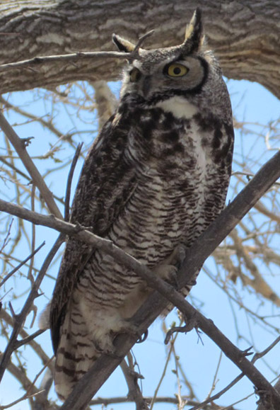 great horned owl.jpg