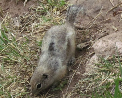 Ground Squirrel