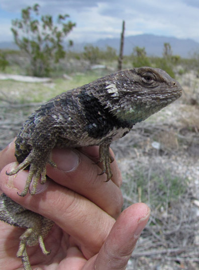 Desert Spiny Lizard