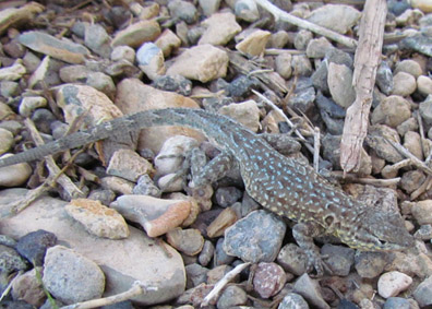 Side-blotched Lizard