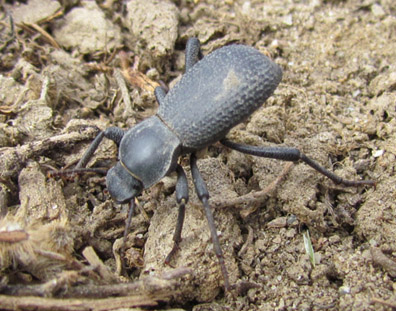 Ironclad Beetle