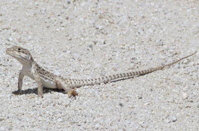 Leopard Lizard