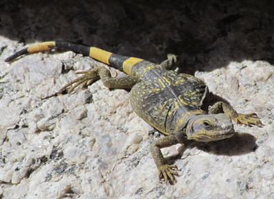 Chuckwalla