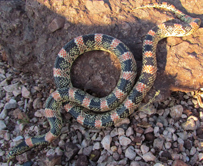 longnose snake