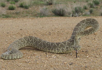 Mojave Crossing