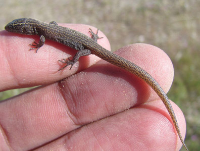 Young Night Lizard