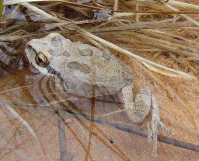 Pacific Treefrog