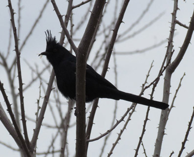 Phainopepla