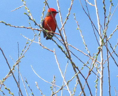 Vermilion Flycatcher