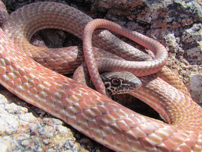 Coachwhip