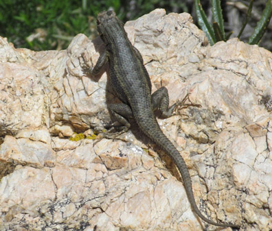 sagebrush lizard