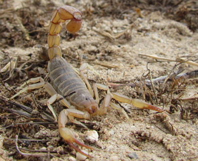 Scorpion