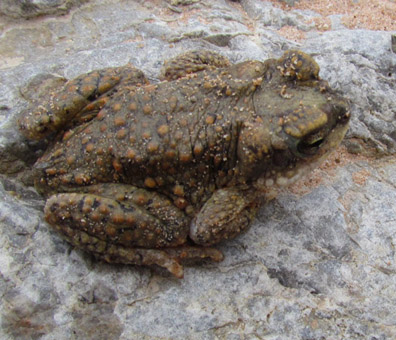 Red-spotted Toad