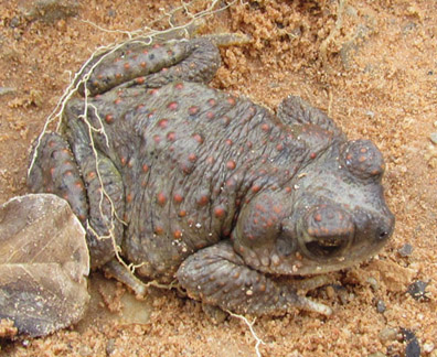 Red-spotted Toad