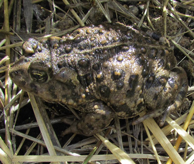 Amargosa Toad