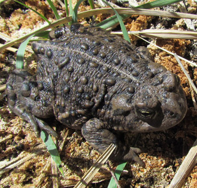 Amargosa Toad