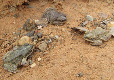 Red-spotted Toad