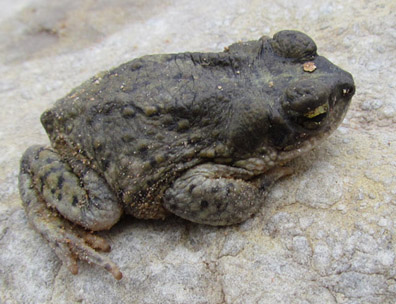 Red-spotted Toad