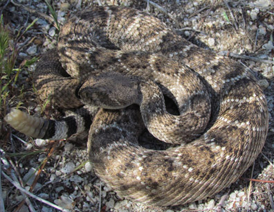 Western Diamondback Rattlesnake