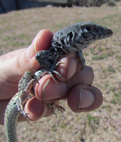 Whiptail