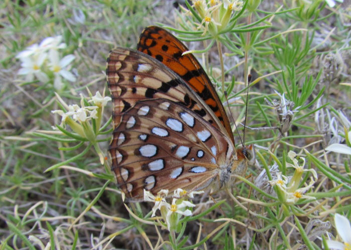 Mormon Fritillary