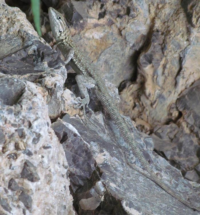 Side-blotched Lizard