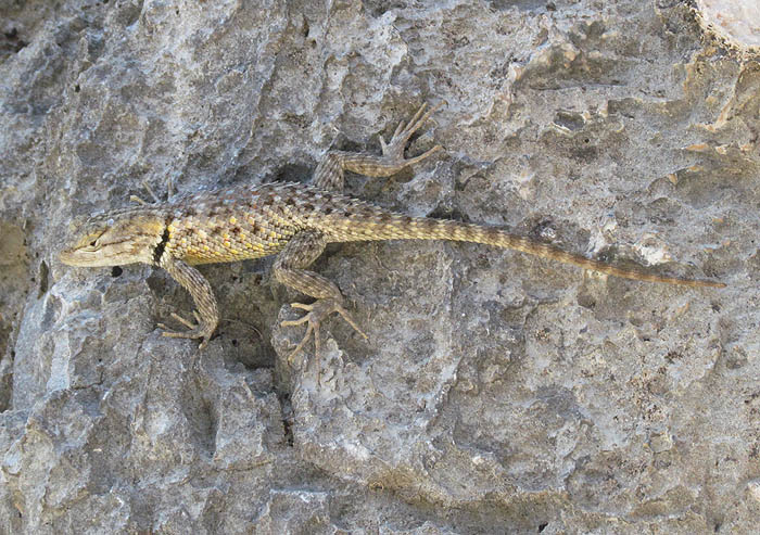 Spiny Lizard