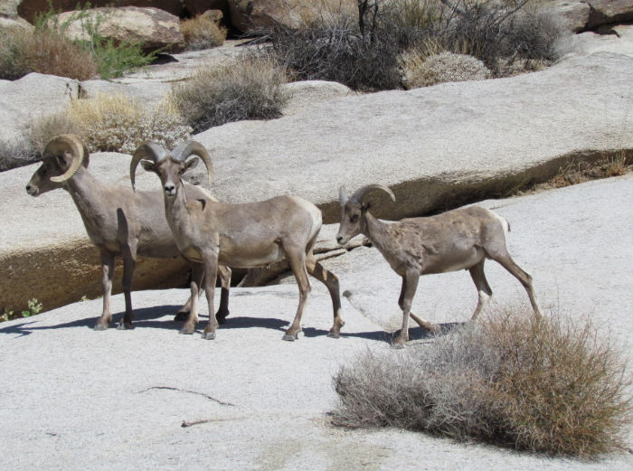 Bighorn Sheep