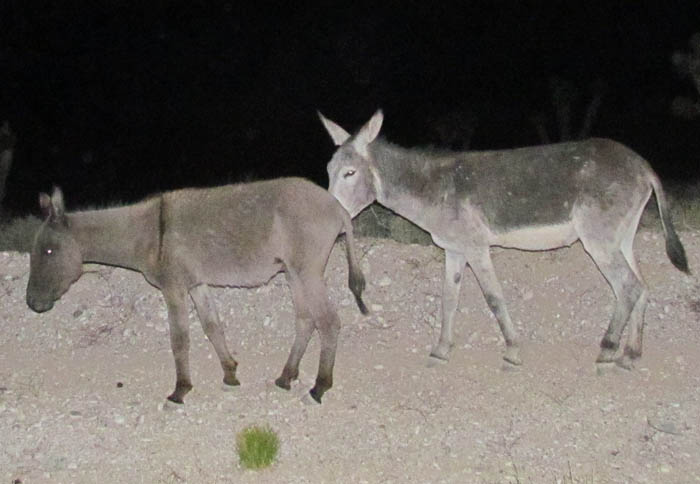 Wild Burros